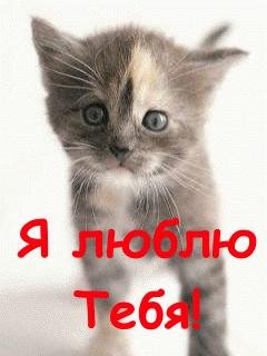 Котята