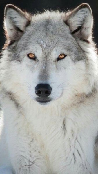 photo 1575443414