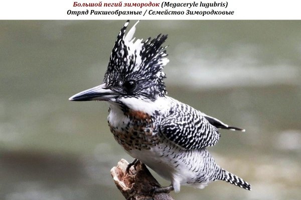 Большой пегий зимородок (Megaceryle lugubris)