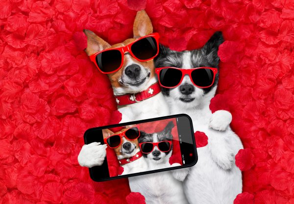 Dogs-Two-Jack-Russell-terrier-Glasses-Smartphone