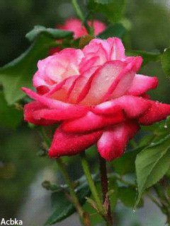 file_59235770