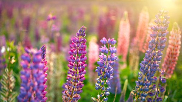 WildLupine ROW0218097651 UHD