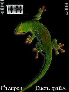 Phelsuma