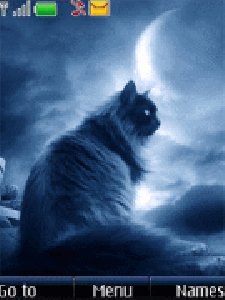 cat animated
