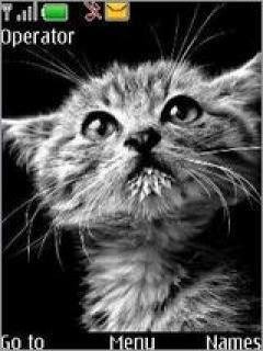Cats 1