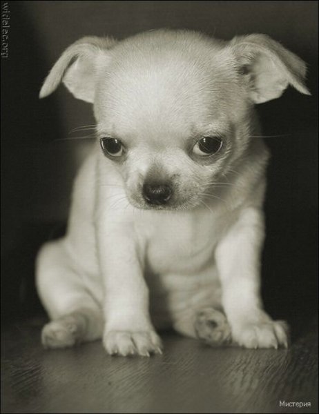 cute puppies 63