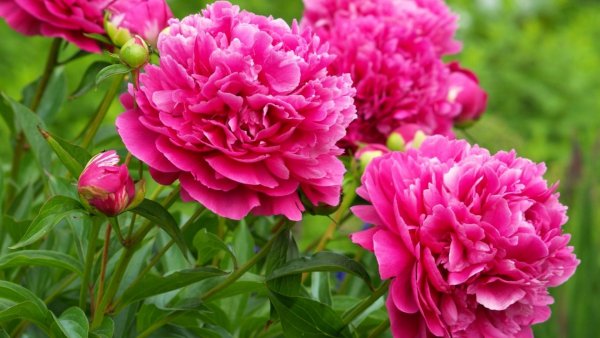 Обои на рабочий стол 1920x1080 (3)