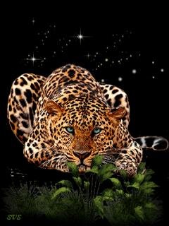 Leopard
