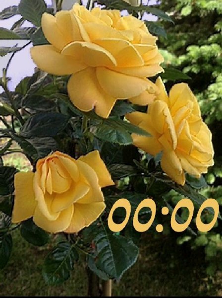 Розы