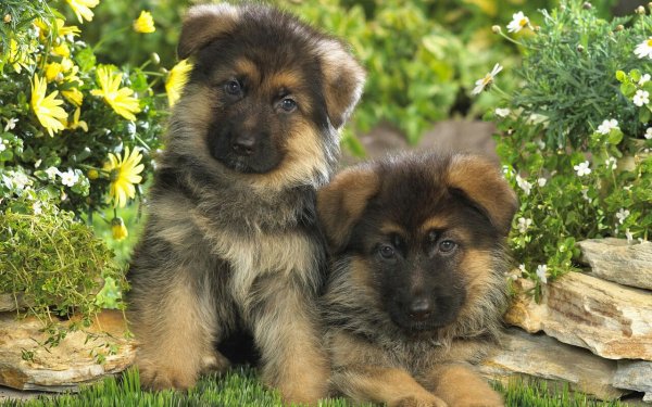dogs)
