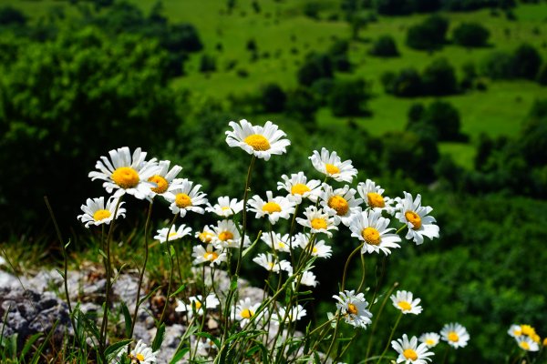 Razmytyi-fon-romashki-mnogo