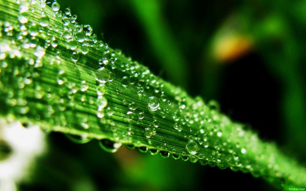 Community Showcase Aqua 2 andrew hagen dew on grass