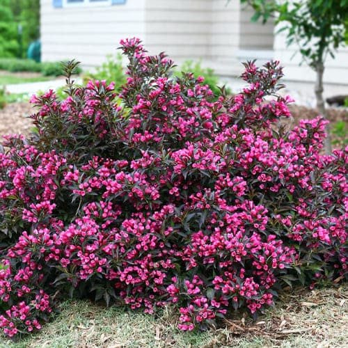 Tov-veigela-nana-purpurea