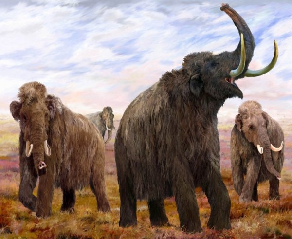 wooly-mammoth-siberia-pictures-538