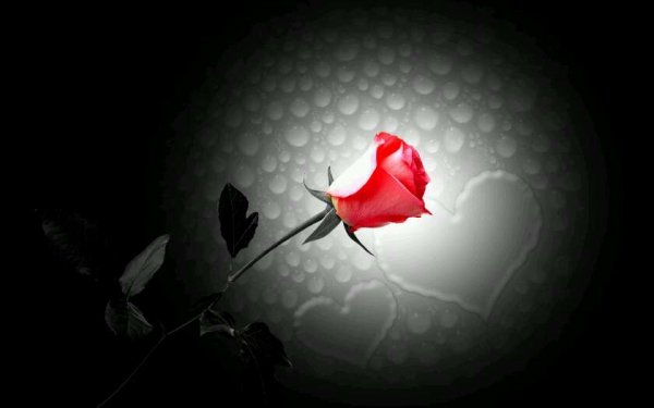 Roze