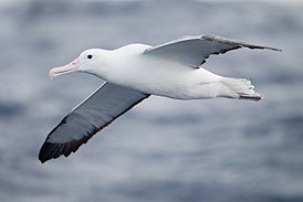 px-Diomedea epomophora in flight 5 - SE Tasmania