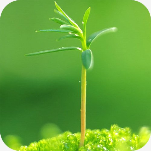 Spring Green Live Wallpaper 1.1