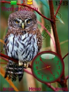 Owl