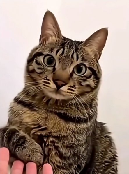 Котэ