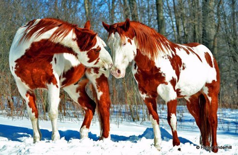 getImage (16)