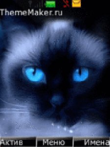 koshka super