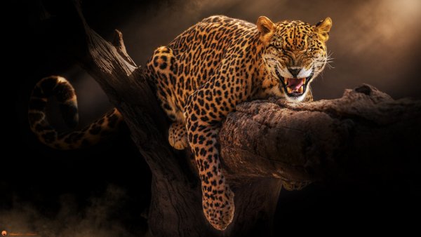 99px ru wallpaper 324658 zloj jaguar na brevne by sunil