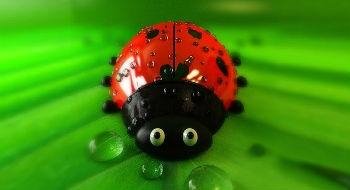 Ladybug-Wallpaper-1.0