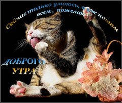 Доброго утра