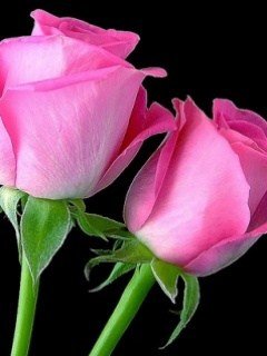file_36488743