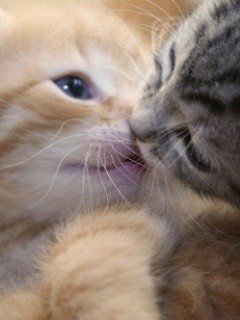 file_52450220