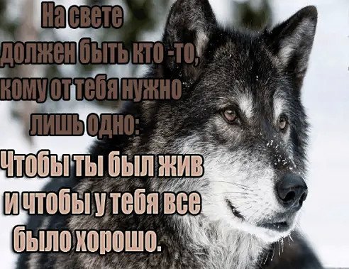 Волк