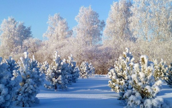 В снежном убранстве
