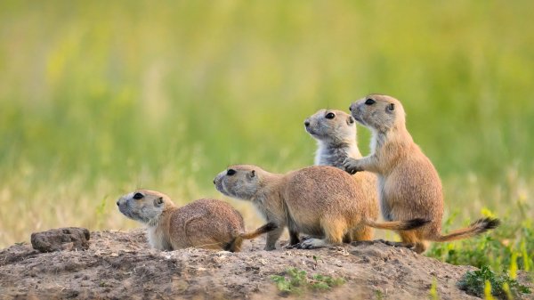 PrairieDogTown ROW3043607482 UHD