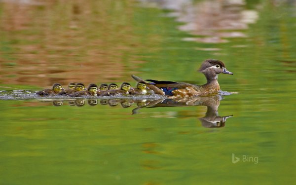 Bing Fan Favorites II wood ducks