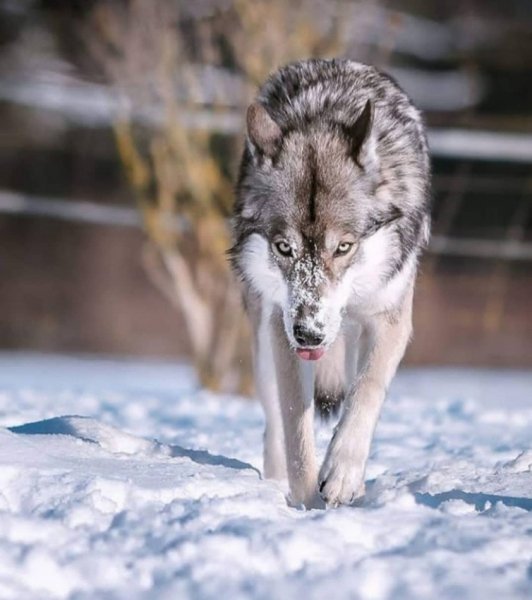 volf