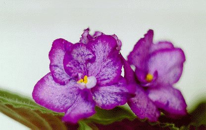 file_85274516