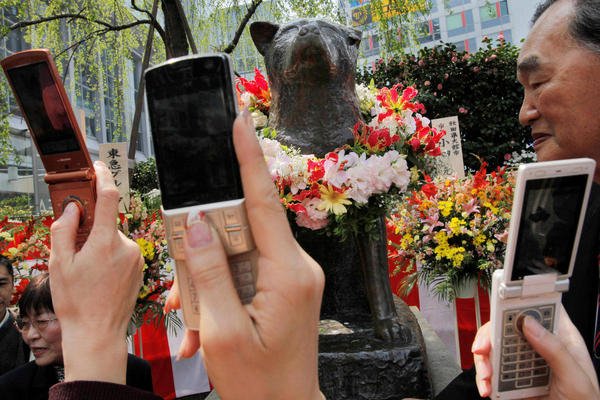 Hachiko-hakusei
