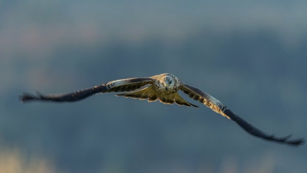 red-kite-krasnyi-korshun-khishchnaia-ptitsa