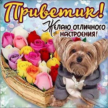 Приветки