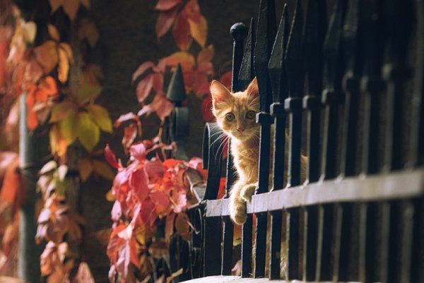 Кот и осенние листья (35)