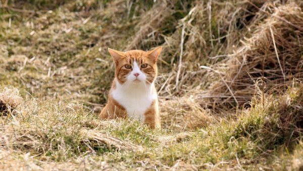 nastol.com.ua-149047