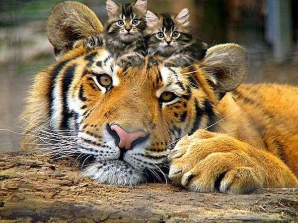 saved-image-EB22A688DFA4840ED2FC5CD3DB9F2199