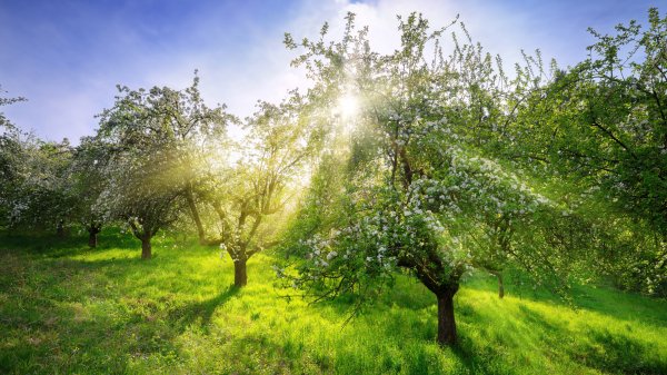 SpringApple ROW2487383333 UHD