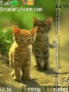 cats-2