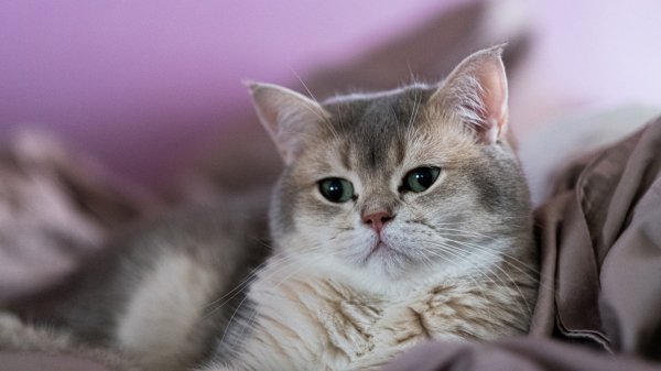 britanskaia-korotkoshiorstnaia-koshka-koshka-koteika-mordoch