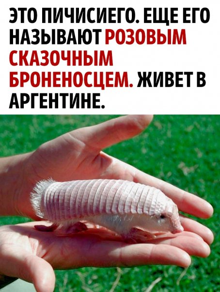 GHCQCL1