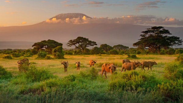 Amboseli Bioshere Биосфера парка Амбосели UHD Обои 8К