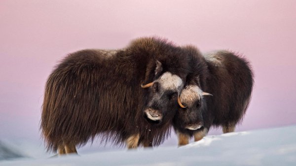 Овцебык Маскокс Норвегия Norway Muskox UHD обои 4К