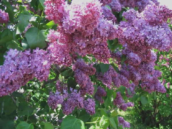 file_86458271