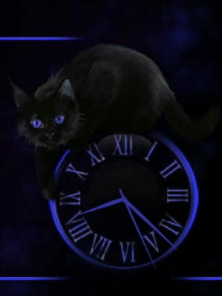Черный кот